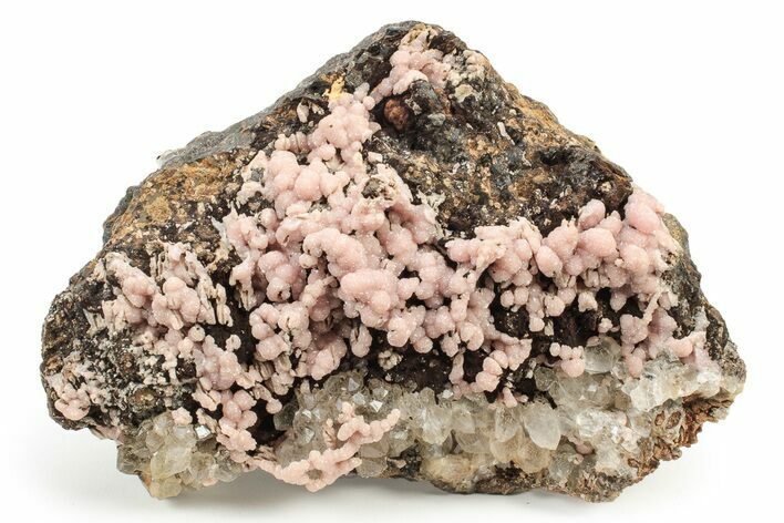 Sparkling Botryoidal Rhodochrosite with Quartz - Mexico #240827